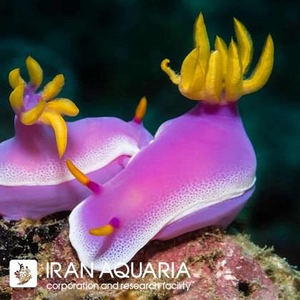 خرگوش پینک دروید (Pink  Droid Nudibranch)