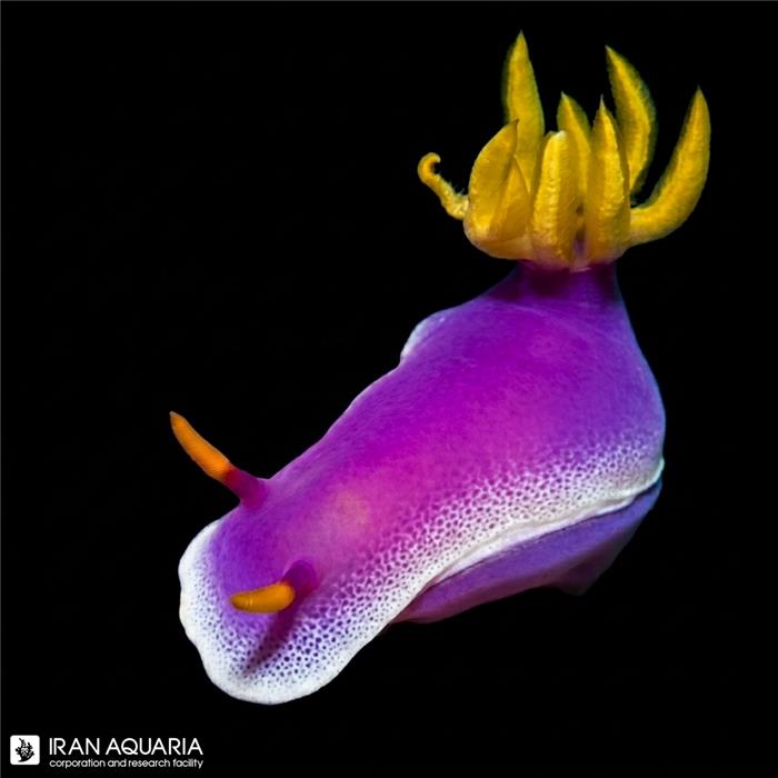 خرگوش پینک دروید (Pink  Droid Nudibranch)