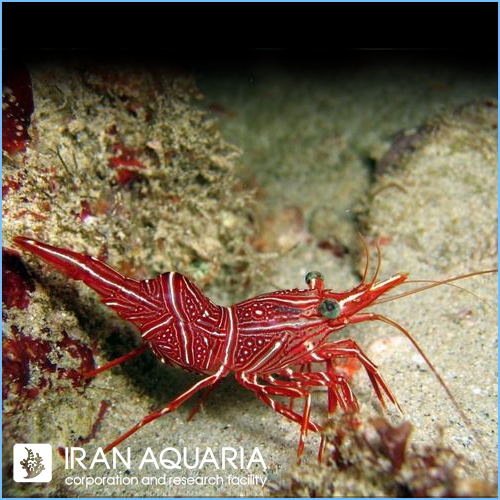 میگو کمل (Camel Shrimp)