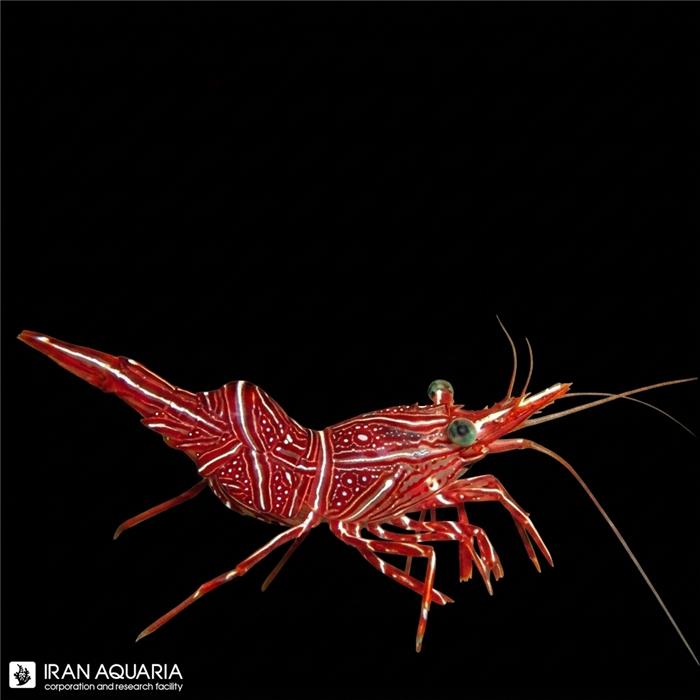 میگو کمل (Camel Shrimp)