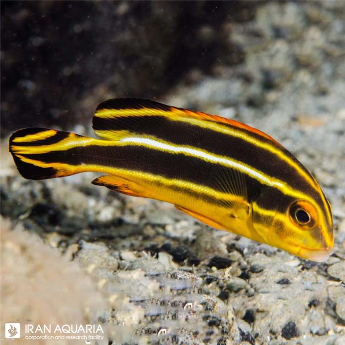 لب شکری ویتاتوس (Yellow Lined Sweetlips)