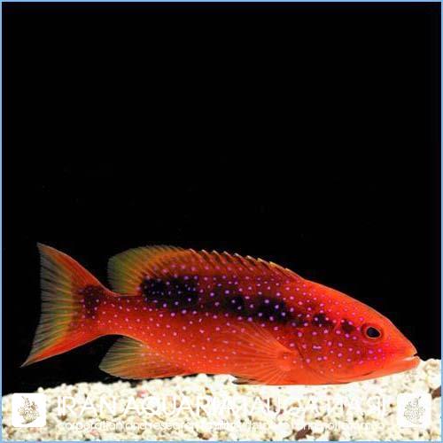 گروپر لایرتیل (Lyretail Grouper)