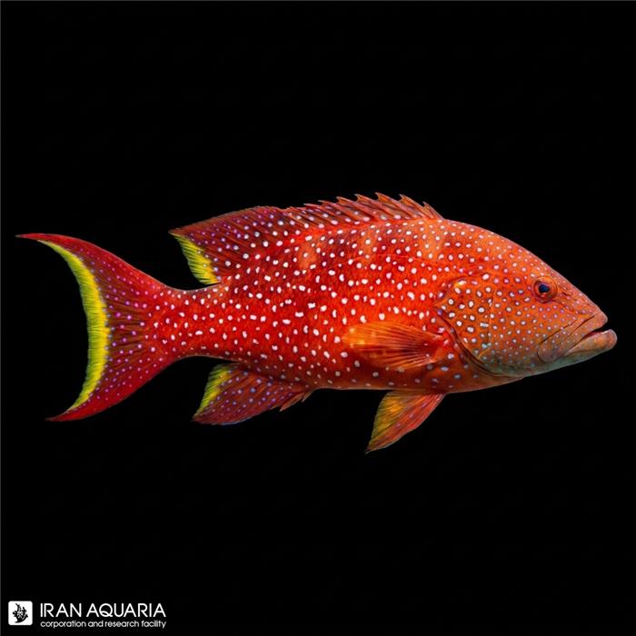 گروپر لایرتیل (Lyretail Grouper)