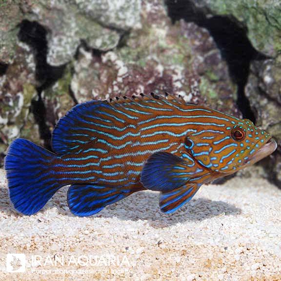 گروپر خط آبی (Blue Line Grouper)