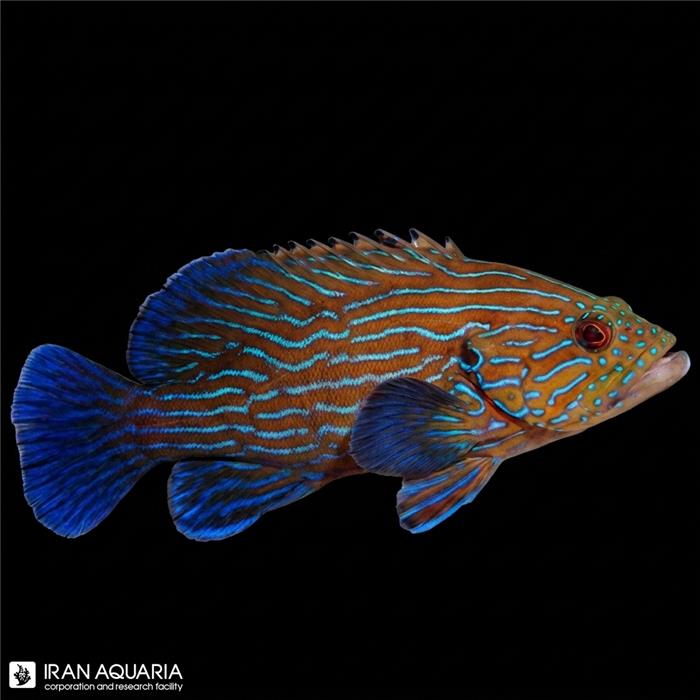 گروپر خط آبی (Blue Line Grouper)