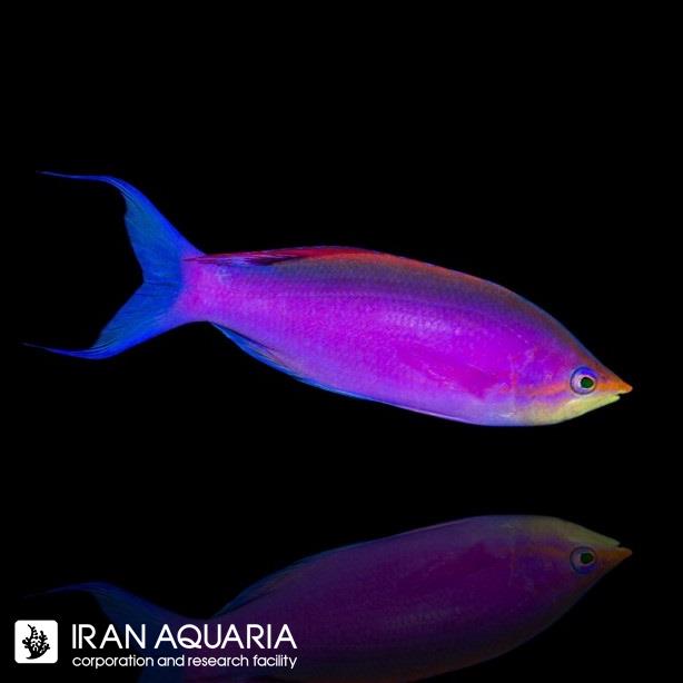 آنتیاس توکا (Tuka Anthias)