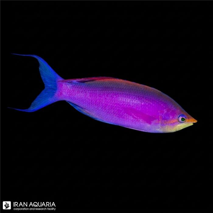آنتیاس توکا (Tuka Anthias)