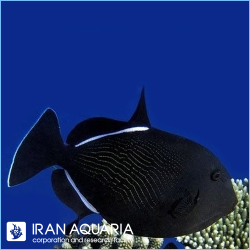ماشه ماهی مشکی هندی (Black Triggerfish)