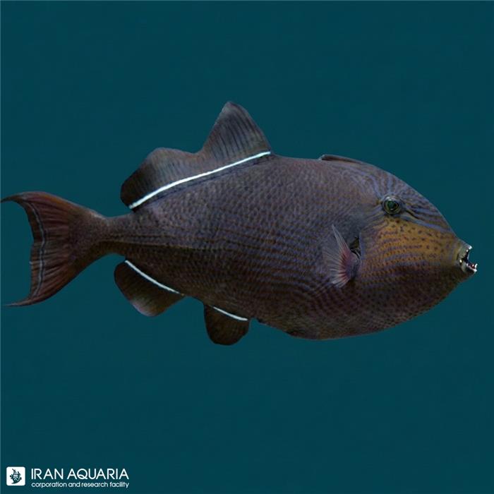 ماشه ماهی مشکی هندی (Black Triggerfish)