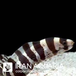 مارماهی پالیزونا (Girdled Moray Eel)