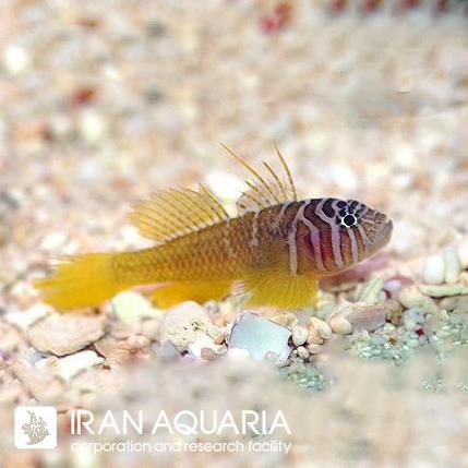 گابی هف بارد (Half Barred Goby)