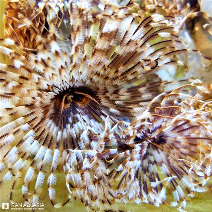 کرم لوله ای(Tube Worm)