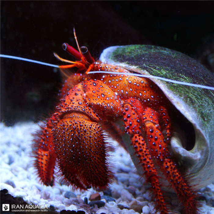 هرمیت قرمز خال سفید (Red White Spotted Hermit Crab)