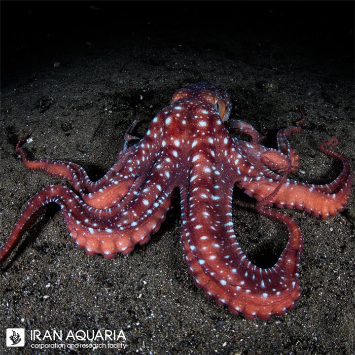 اختاپوس استاری نایت (Starry Night Octopus)