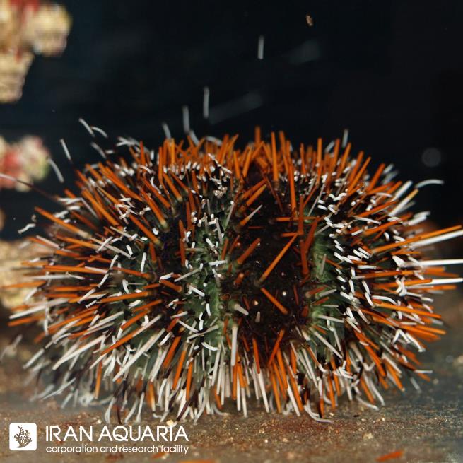 توتیا مولتی کالر (Multicolor Collector Urchin)