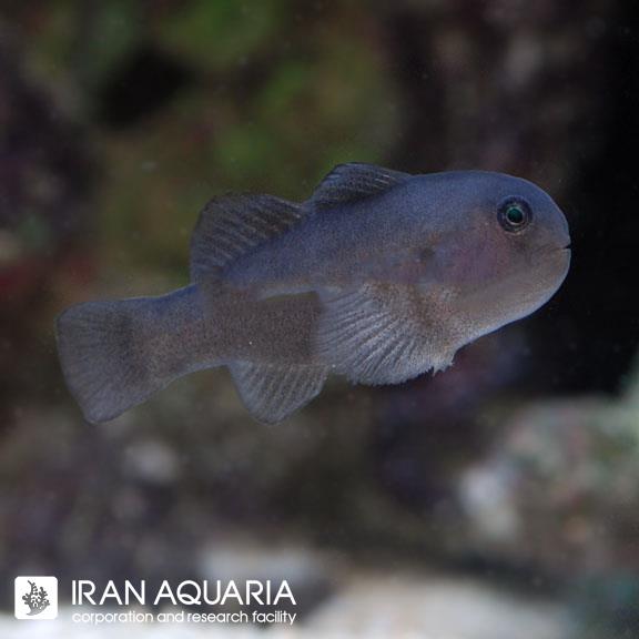 گوبی دارک کورال (Dark Coral Goby)