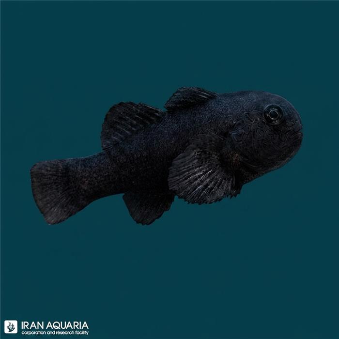 گوبیدون دارک کورال (Dark Coral Goby)