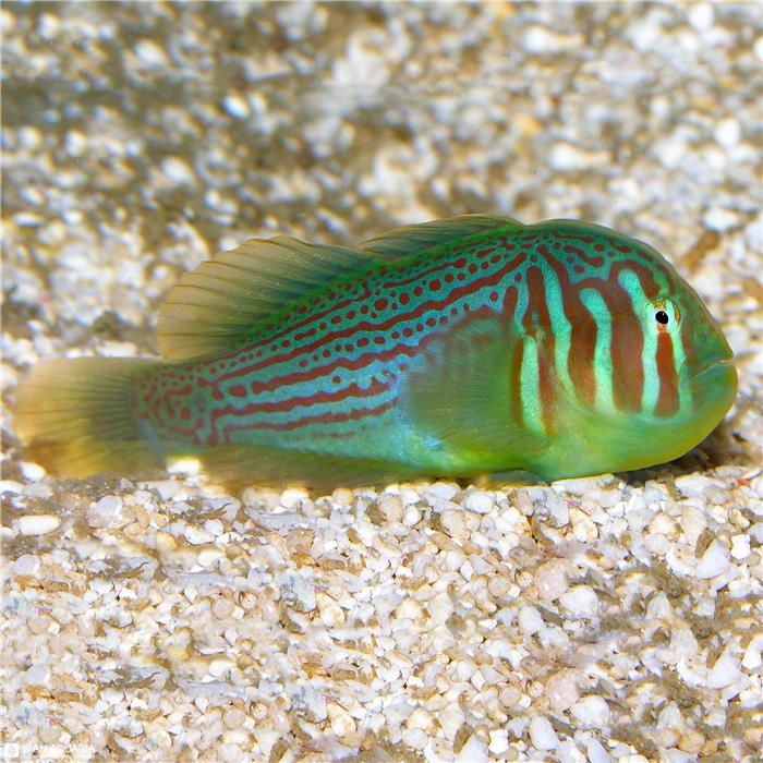 گوبیدون سبز ( Green Coral Goby)