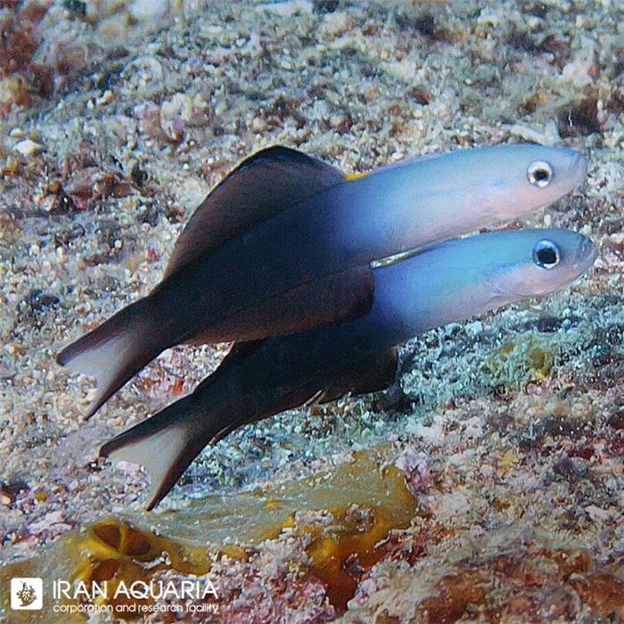 دارت فیش خال مشکی (Blackfin Dartfish)