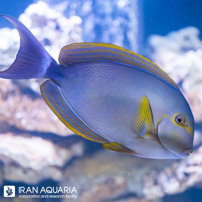 جراح ماهی باله زرد (Yellowfin Surgeonfish)