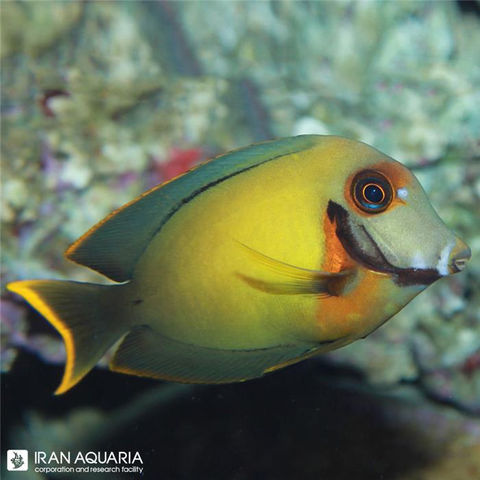 جراح میمیک اسپیشیال (Pacific Mimic Surgeonfish)