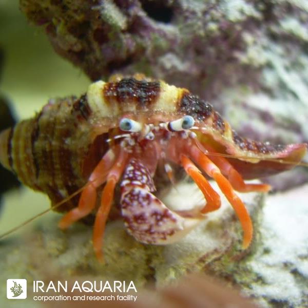 هرمیت چنگال سفید ( White Claw Hermit)