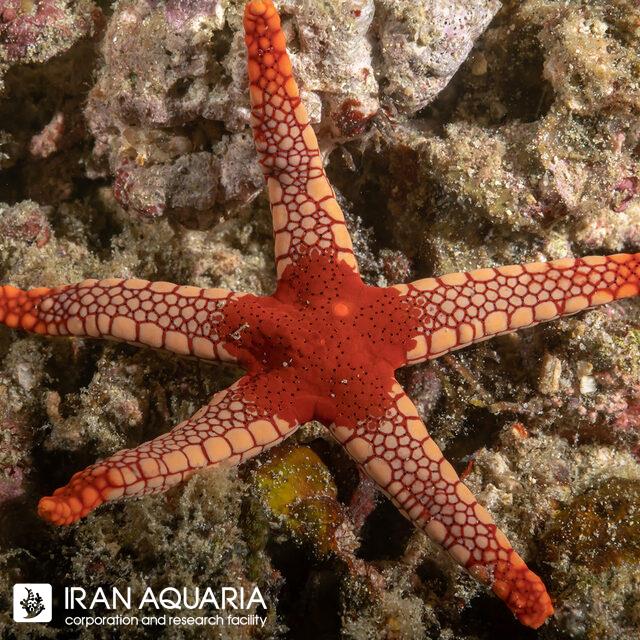 ستاره پپرمینت نارنجی (Orange Peppermin Sea Star)