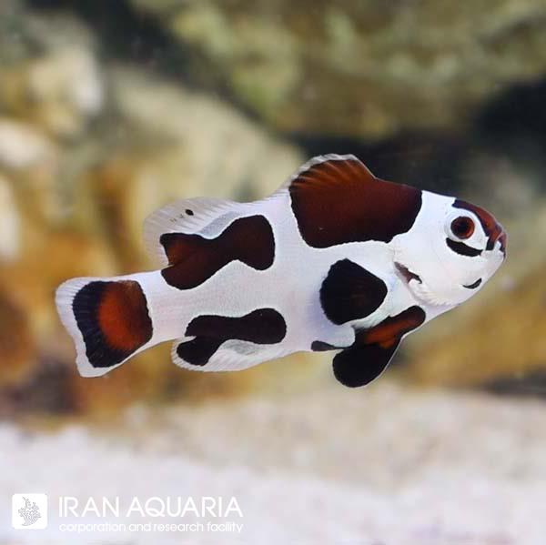 دلقک ماهی موکا استورم (Mocha Storm Clownfish )