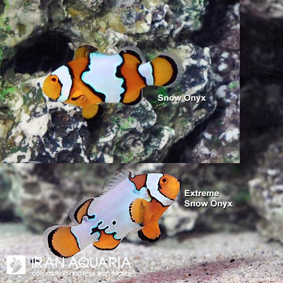 دلقک ماهی  اسنو اونیکس وارداتی (Snow Onyx Clownfish)
