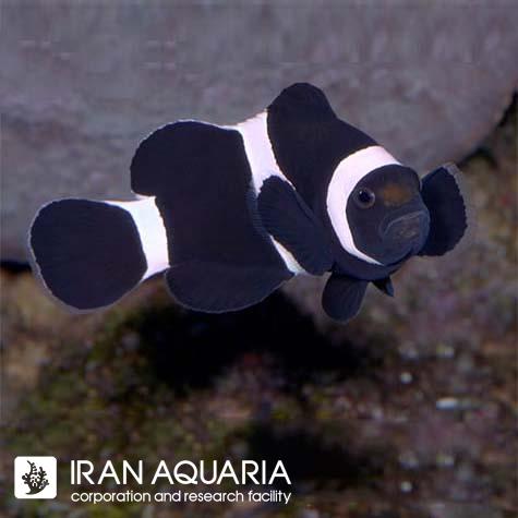 دلقک ماهی بلک اسلاریس داروین (Darwin Black Ocellaris Clownfish)