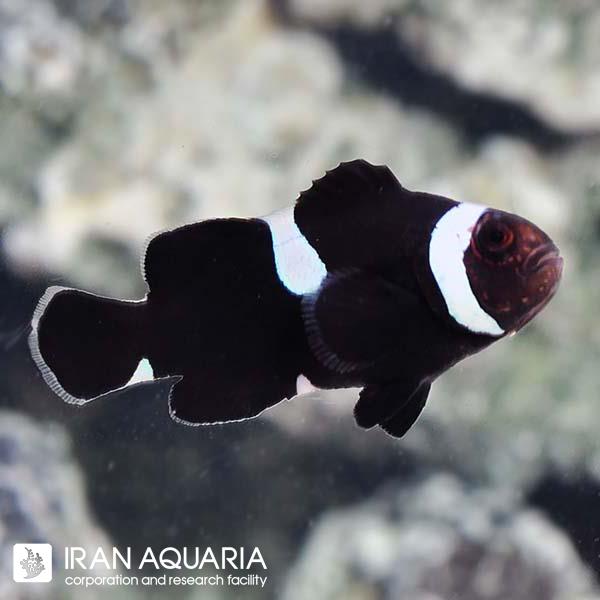 دلقک ماهی بلک اسلاریس داروین میسبار ( Darwin Misbar Clownfish)