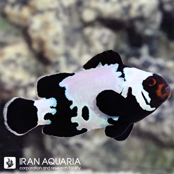 دلقک ماهی بلک آیس (Black Ice Clownfish )