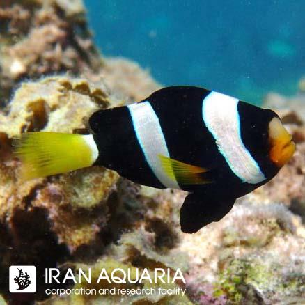 دلقک ماهی کلارکی استرالیایی (Australlian Clarki Fish)