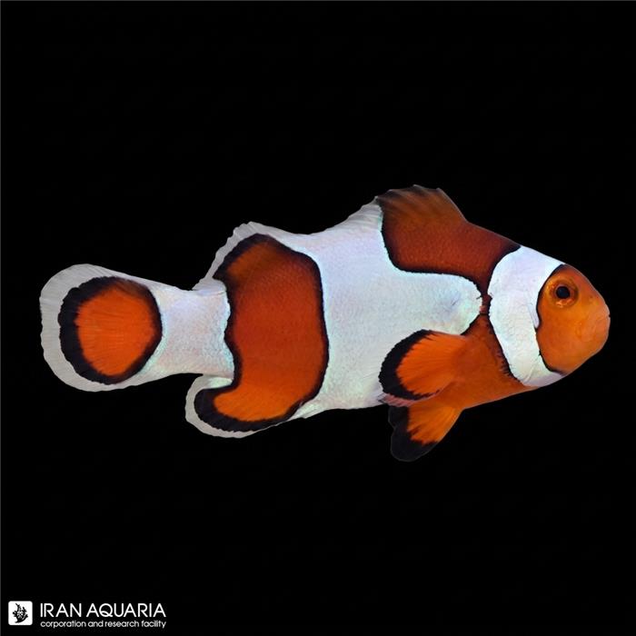 دلقک ماهی اسلاریس فنسی وارداتی (Fancy Ocellaris Clownfish)