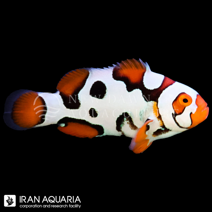 دلقک ماهی هلمت الترا گرید وارداتی (Helmet Clownfish)
