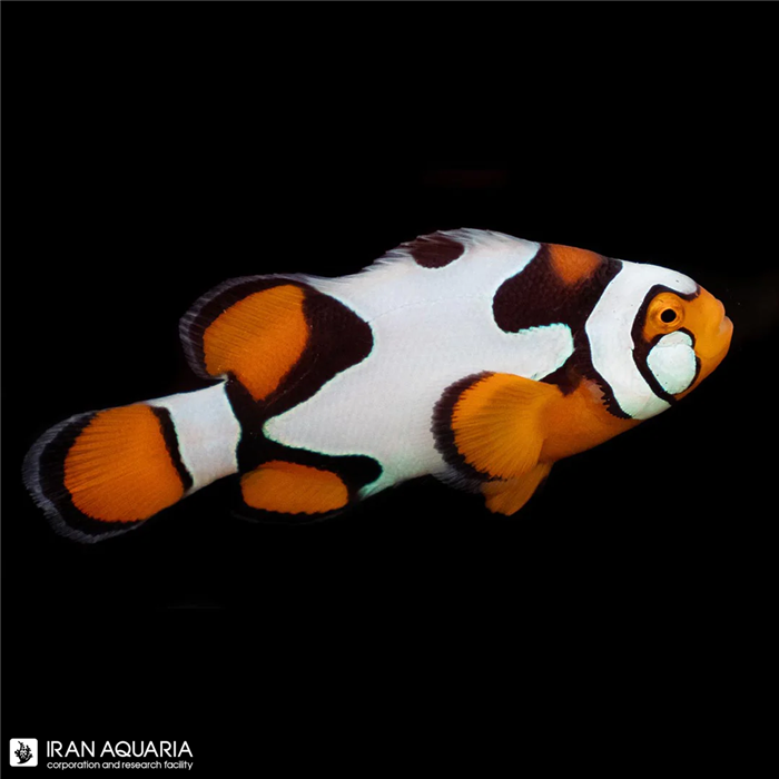 دلقک ماهی بلک پیکاسو ( Black Picasso clownfish)