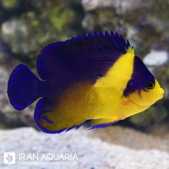 فرشته ماهی ماسک دار بنفش (Purple Masked Angelfish)