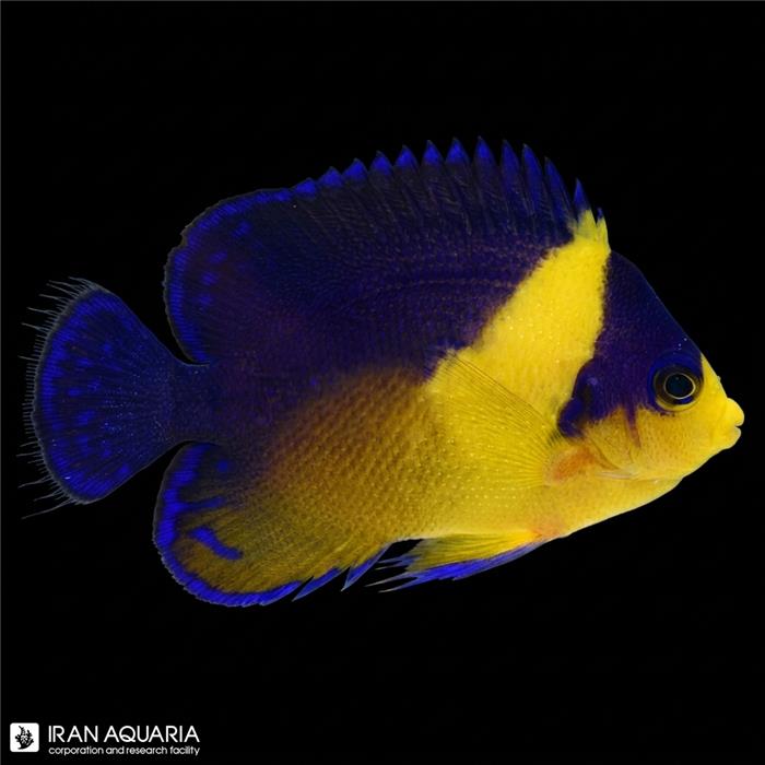 فرشته ماهی ماسک دار بنفش (Purple Masked Angelfish)
