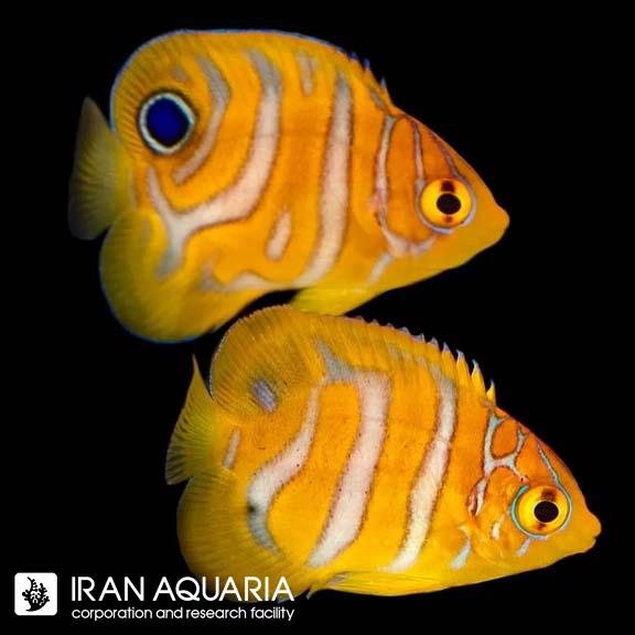 فرشته ماهی رگال (Captive Bred Regal Angelfish)