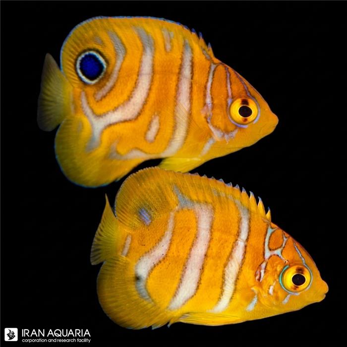 فرشته ماهی رگال تکسیری (Captive Bred Regal Angelfish)