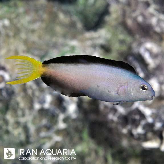 بلنی دم چنگی موسامبیکوس (Harptail Blenny )