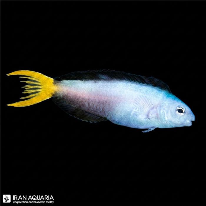 بلنی دم چنگی موسامبیکوس (Harptail Blenny )