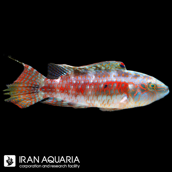 راس دو خال (Two Spot Wrasse)