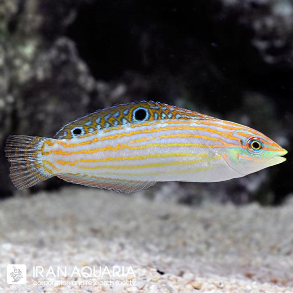 راس کازمتوس ( Adorned Wrasse )