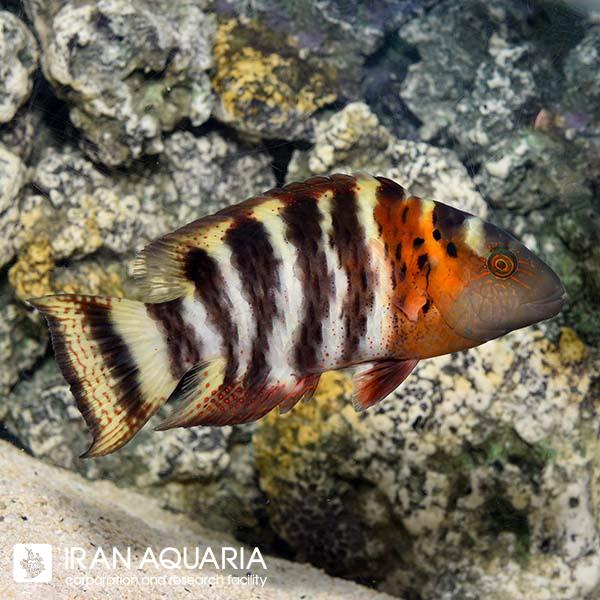 راس سینه قرمز ( Red Breast Wrasse )