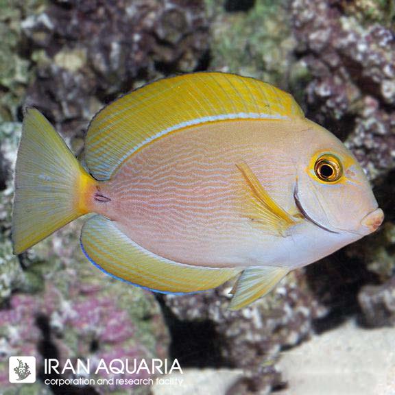 جراح دوسیمیری (Dusumieri Tang)