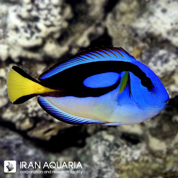 جراح بلو تانگ یلو بلی ( Yellow Belly Regal Blue Tang )