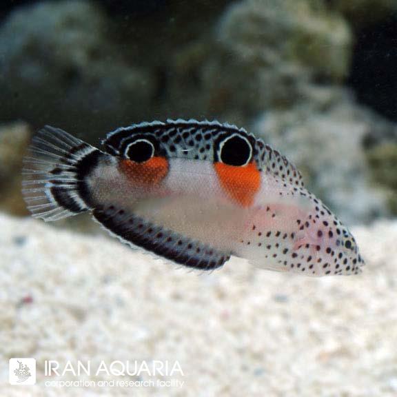 راس کوریس دوخال آنگولاتا ( Twin Spot Wrasse ) 