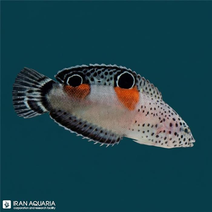 راس کوریس دوخال آنگولاتا ( Twin Spot Wrasse ) 