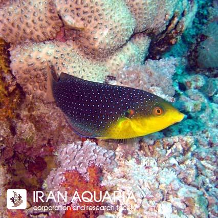 راس توییستی (Yellow-Breasted Wrasse)